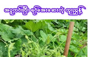 အပူငြိမ်းပြီး ရင်အေးစေတဲ့ ဘူးညွန့်