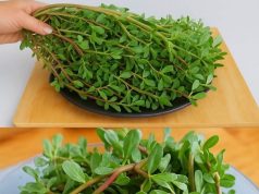 The Power of Purslane