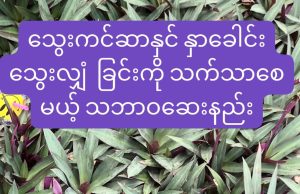 သွေးကင်ဆာပျောက်စေသော သဘာဝဆေးနည်း