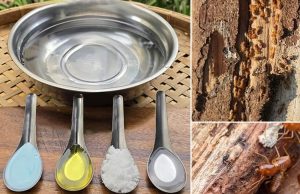 ခြတွေကို ဘယ်လိုနှိမ်နှင်းမလဲ?