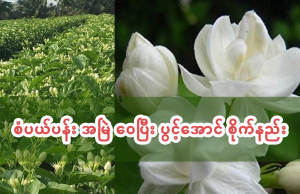 စံပယ်ပန်း အမြဲ ဝေပြီး ပွင့်အောင် စိုက်နည်း