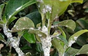 ပိုးစေးနှဲ (Mealybug) နှိမ်နှင်းနည်း