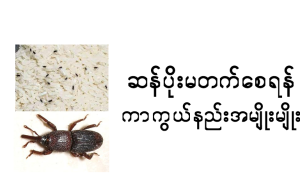 ဆန်ပိုးမတက်စေရန် ကာကွယ်နည်း