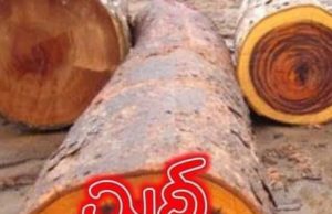 သစ်တွက်နည်း