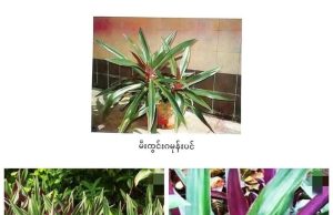 မီးကွင်းဂမုန်းပင်