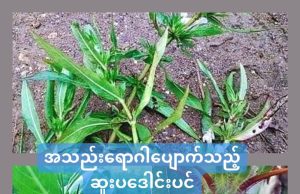 အသည်းရောဂါအတွက် ဆေးဖက်ဝင် ဆူးပဒေါင်းပင်