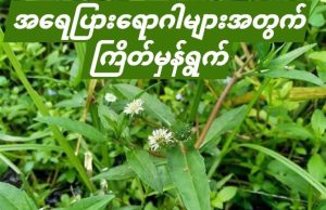 အရေပြားရောဂါများအတွက် ကြိတ်မှန်ရွက်