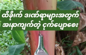 ထိခိုက် ဒဏ်ရာများအတွက် အနာကျက်တဲ့ ငှက်ပျောစေး