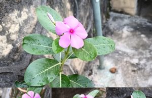 ဆီးချိုရောဂါသမားများအတွက်