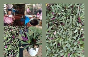 ၃လ အကြာမှာ ဆီးချိုရောဂါကို လုံးဝပျောက်ကင်းကြောင်း