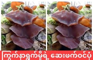 သွေးကြောတွင်း အဆီတွေကို ရှင်းထုတ်နိုင်တဲ့ ကြွက်နားရွက်မှိုအစွမ်း