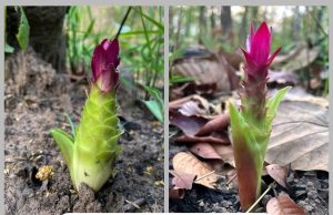 ဆေးဖက်ဝင် မာလာဖူး