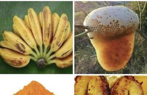 ငှက်ပျောသီးဖီးကြမ်းနှင့်ကျန်းမာရေး