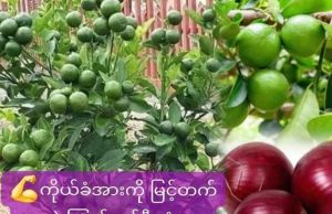 ကိုယ်ခံအားကို မြင့်တက်စေတဲ့ ကြက်သွန်နီ သံပုရာဆမ်း ဖတ်ကြည့်ပေးနော်