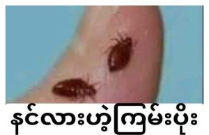ကြမ်းပိုးပြေးစေချင်