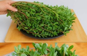 The Power of Purslane