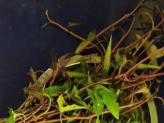 သွေးတိုး၊သွေးပြစ်၊ဆီးချို၊သွေးချိုအတွက်